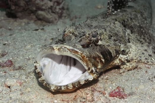 Crocodilefish with opened mouth on the bottom underwater. Celebes sea. Sipadan.