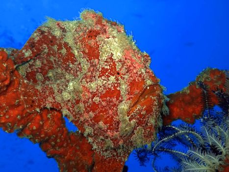 Tropical fish Stonefish underwater. Sipadan. Celebes sea