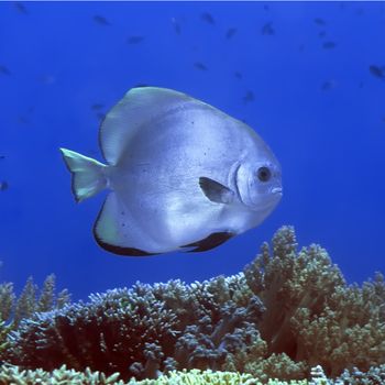 Tropical fish Batfish underwater. Sipadan. celebes sea