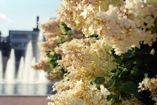 Flowered bush in summer Helsinki