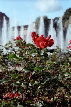 Red rose bush on fountains streams background