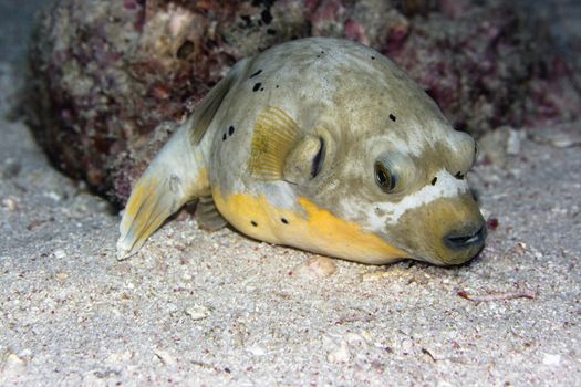Pufferfish have a rest on the bottom underwater . Celebes sea. Sipadan.