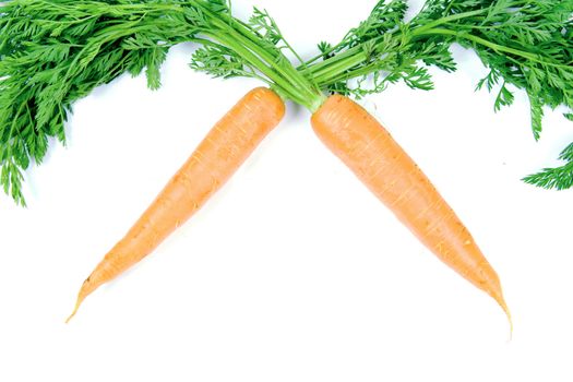 Two fresh and ripe orange carrots isolated on white background