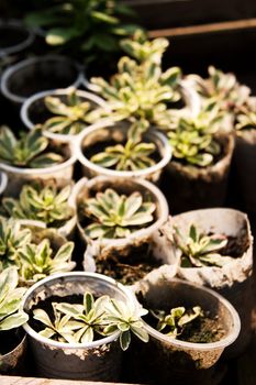 c and plants. Focus on short plants