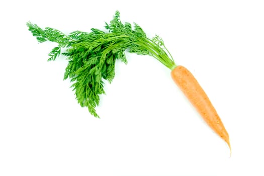 Fresh and ripe orange carrot isolated on white background