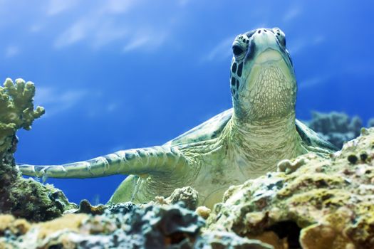 Green Turtle close-up. Sipadan. Celebes sea
