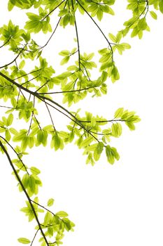 Green leaves white background 