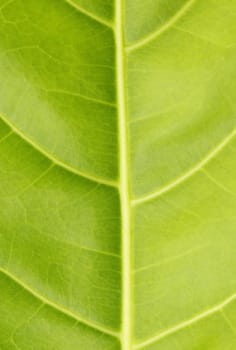 Green leaf close up nature background