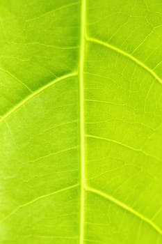 Green leaf close up nature background