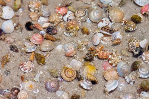 Hermit crab in its conch on the sand 