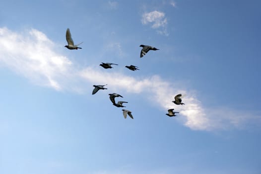 Birds  flying in the blue sky







Background image of blue sky and flying birds