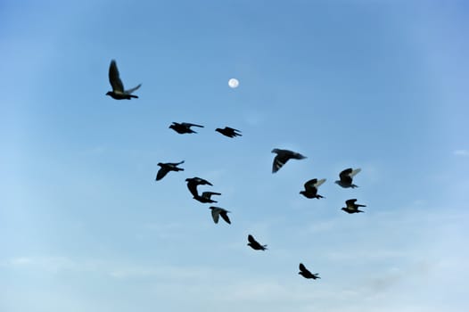 Birds  flying in the blue sky







Background image of blue sky and flying birds