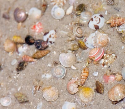 Hermit crab in its conch on the sand 