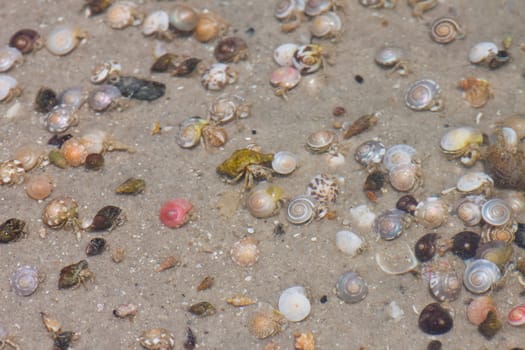 Hermit crab in its conch on the sand 