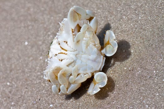crab on the sand