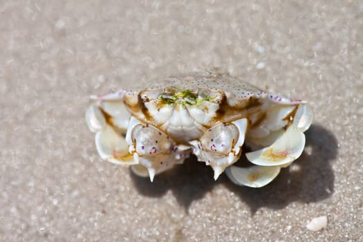 crab on the sand