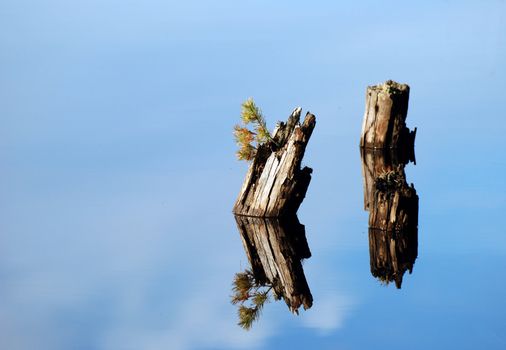Tree stumps that reflect themselves in the water