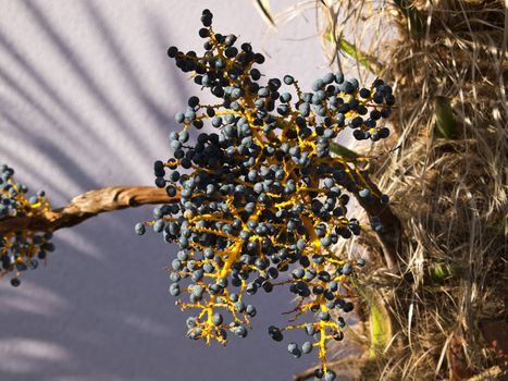 branch with lot of palm seeds