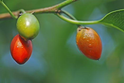 The scientific name of the occipital Ficus is Ficus drupacea Thunb