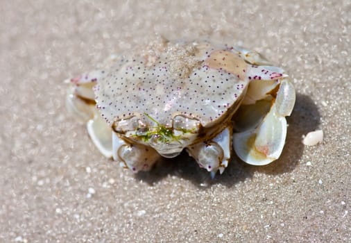 crab on the sand