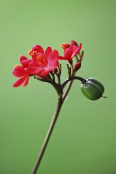 Red flowers and green fruit, the color contrast strongly