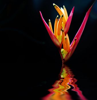 The scientific name of the Bird-of-paradise flower is Strelitzia reginae Banks