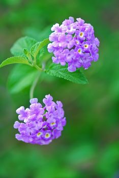 The scientific name of the Common Lantana flower is Lantana montevidensis