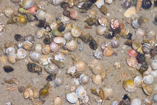 Hermit crab in its conch on the sand 
