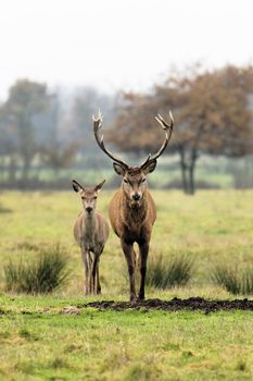 deer and doe in nature in autumn