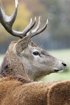 majestic deer in alert in autumn