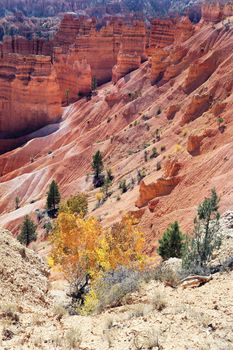 trees on the Navajo Trail in Bryce Canyon, USA