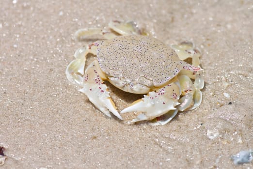 crab on the sand