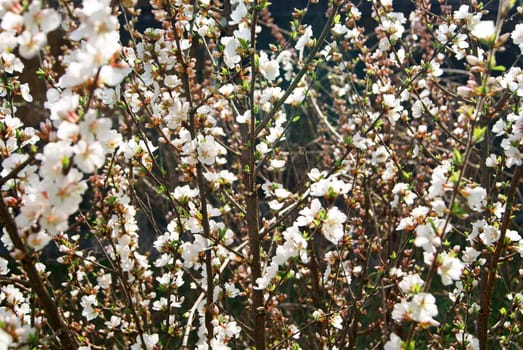 Front view on of cherry blossom flowers in spring