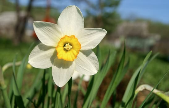 An image of a white narcissus in the garden