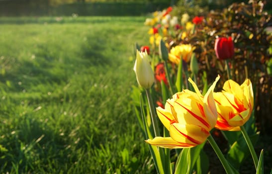 Blooming spring yellow double tulips in a row outdoor on flowerbed in park