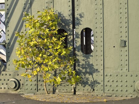 young tree grogrowinf from concrete on the bridge