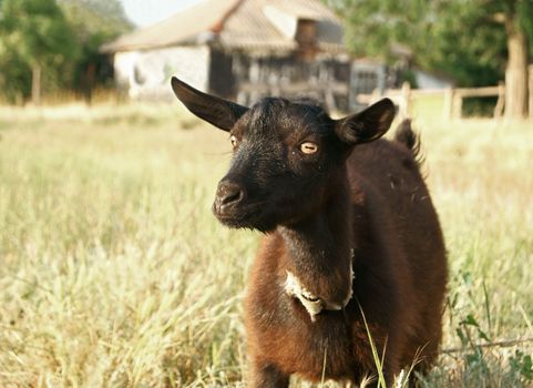 A portrait of black goat in the meadow