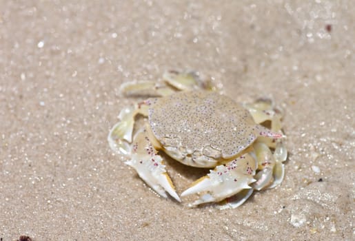 crab on the sand