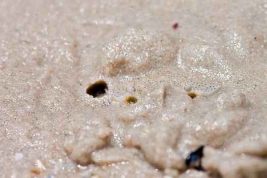 Crabs bury themselves in the sand.