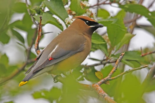 Cedar Waxwing (Bombycilla cedrorum)