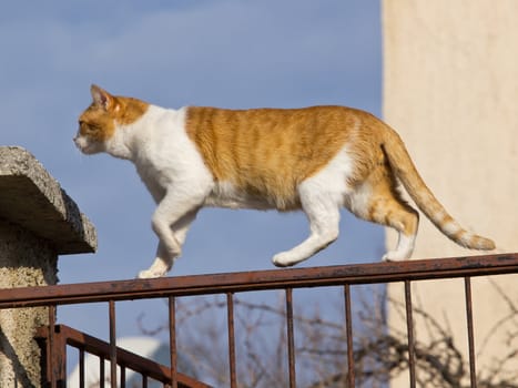 yellow cat walking on the fence