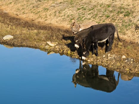 donkey drinking water on the river