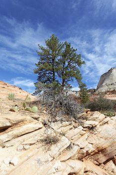 Zion National Park, USA. Scenic multicolored cliffs create an unforgettable landscape 