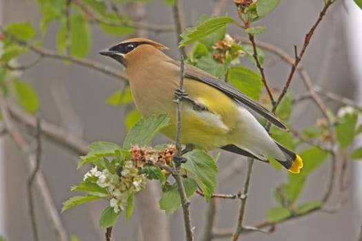 Cedar Waxwing (Bombycilla cedrorum)