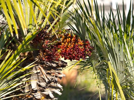 palm tree with red and black seeds