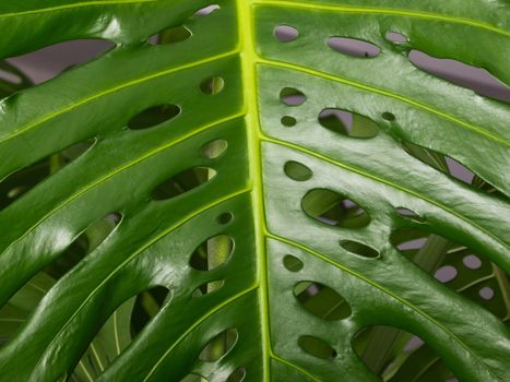 leaf of the room plant philodendron