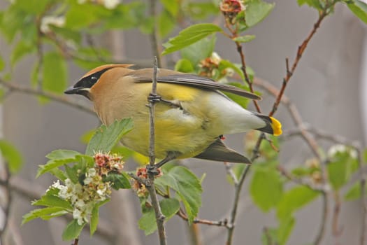 Cedar Waxwing (Bombycilla cedrorum)