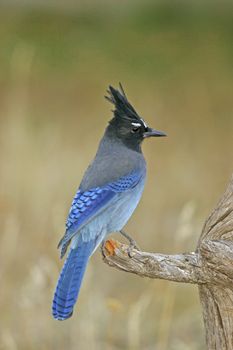 Steller's Jay (Cyanocitta stelleri) sitting on a tree