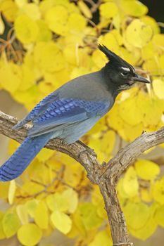 Steller's Jay (Cyanocitta stelleri) sitting on a tree