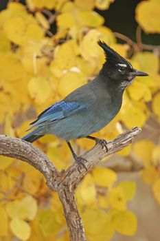 Steller's Jay (Cyanocitta stelleri) sitting on a tree